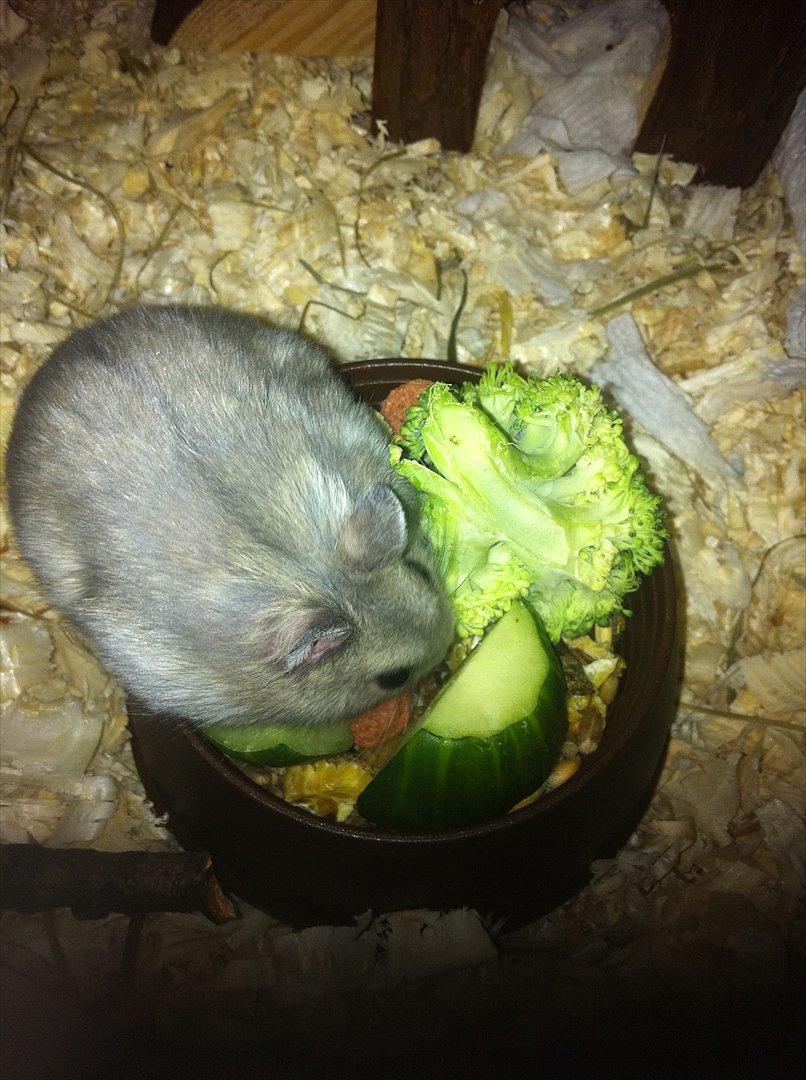 Dværghamster Victor - Her kan man ordentligt se hans pels. Er han en vinterhvid, eller er jeg helt galt på den? billede 5