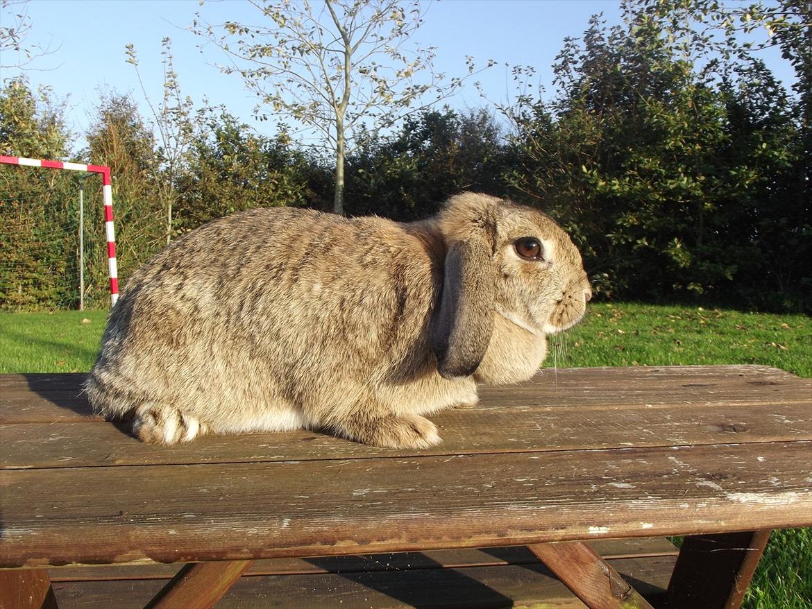 Kanin Mimis <3  (Solgt) billede 15