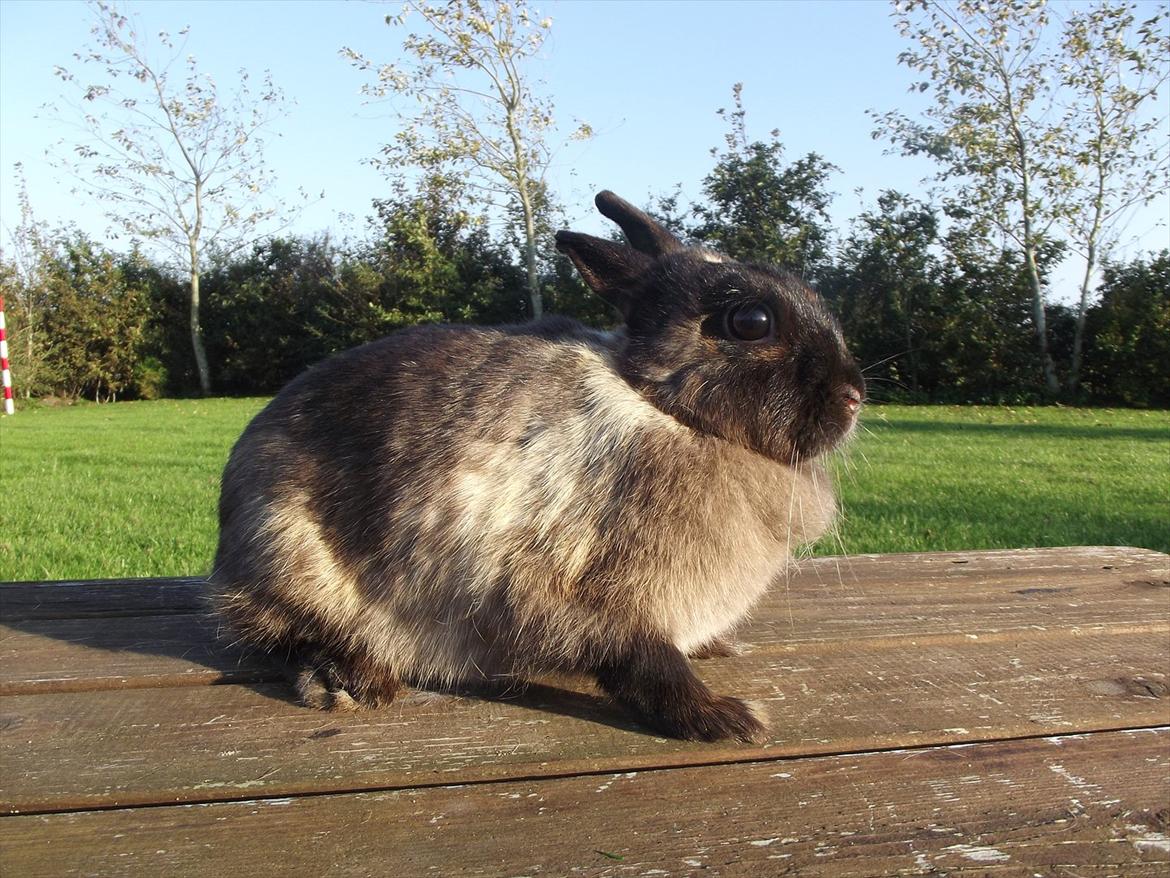 Kanin Mille <3 (Solgt) billede 9