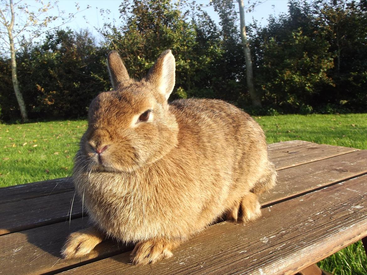 Kanin Diamond <3 (Solgt) billede 6