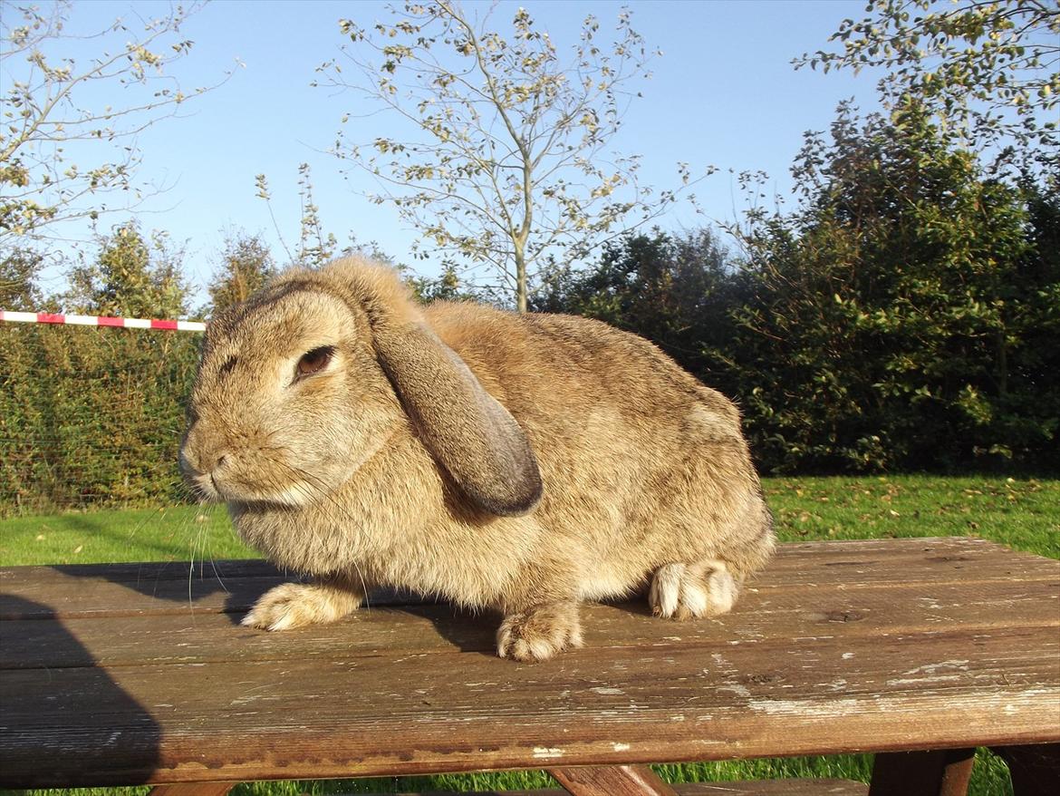 Kanin Mimis <3  (Solgt) billede 16