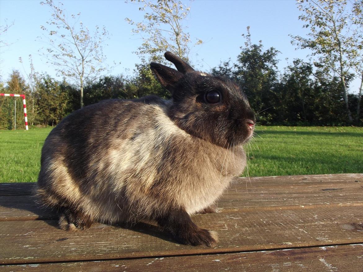 Kanin Mille <3 (Solgt) billede 10