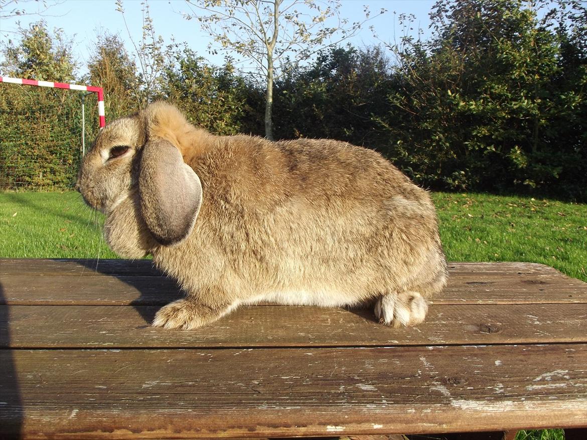 Kanin Mimis <3  (Solgt) billede 17