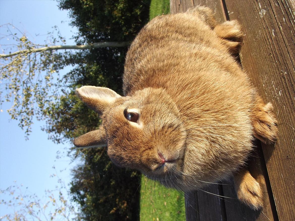 Kanin Diamond <3 (Solgt) billede 7