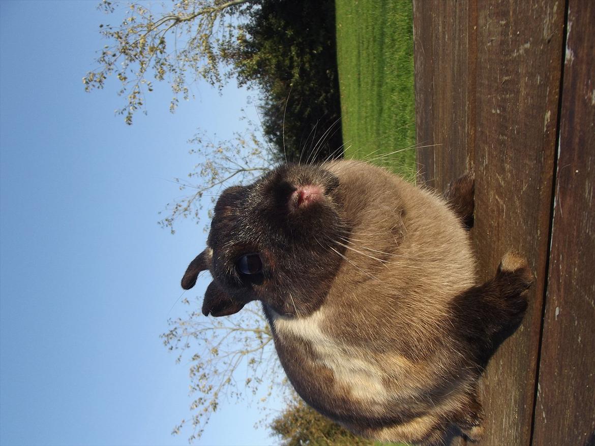 Kanin Mille <3 (Solgt) billede 11