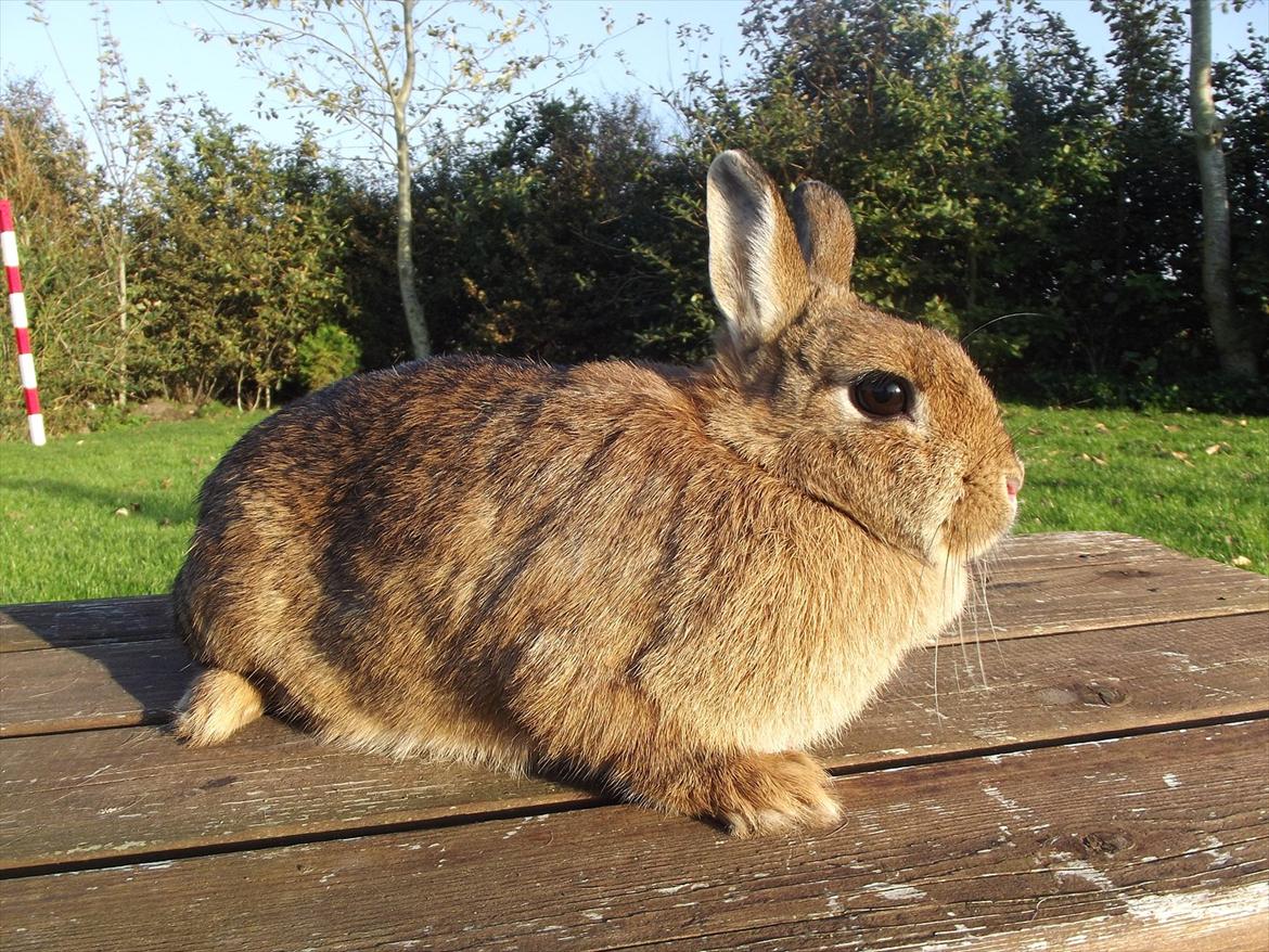 Kanin Diamond <3 (Solgt) billede 8