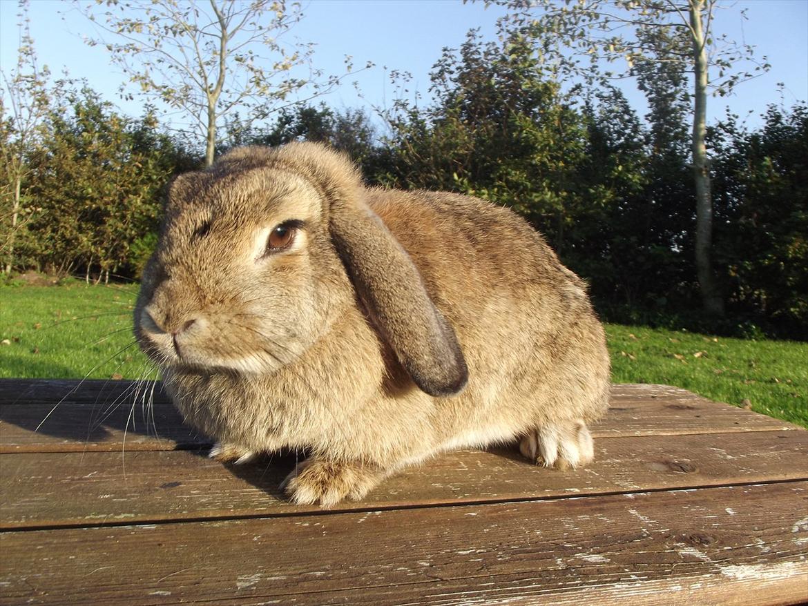 Kanin Mimis <3  (Solgt) billede 18