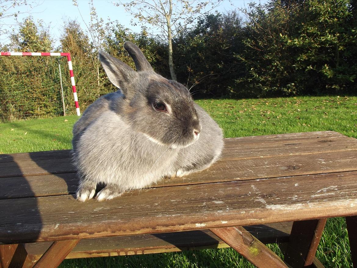 Kanin Flower <3 (Solgt) billede 1