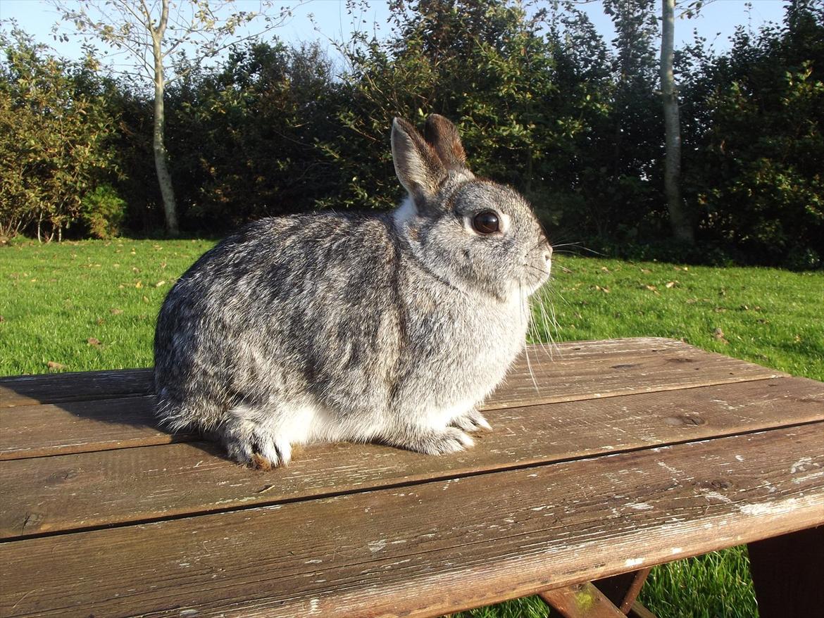 Kanin Silver <3 (Solgt) billede 18