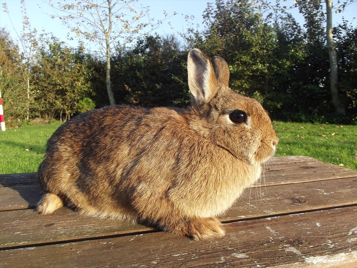 Kanin Diamond <3 (Solgt) billede 9