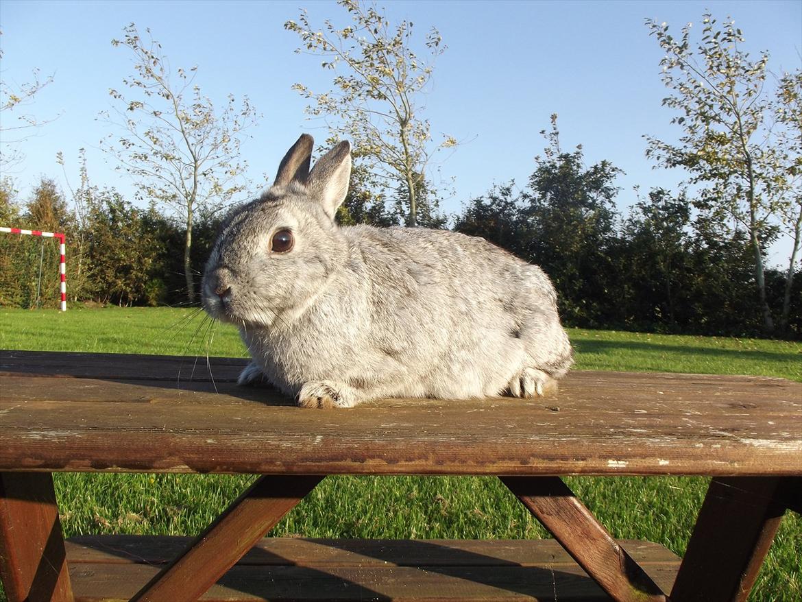 Kanin HonneyBonney <3 (Solgt) billede 1