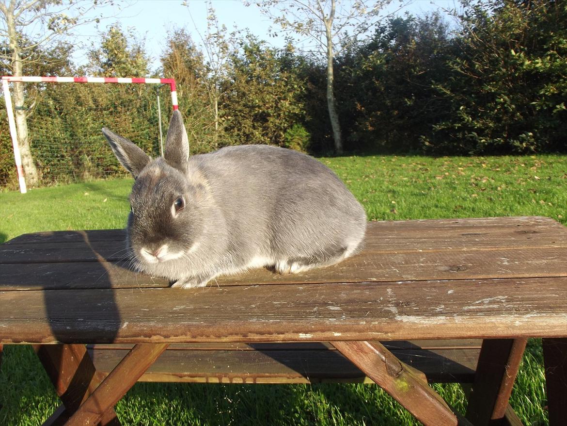 Kanin Flower <3 (Solgt) billede 2