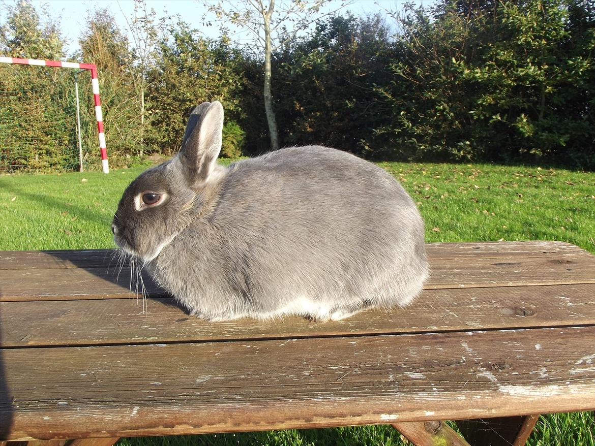 Kanin Flower <3 (Solgt) billede 3