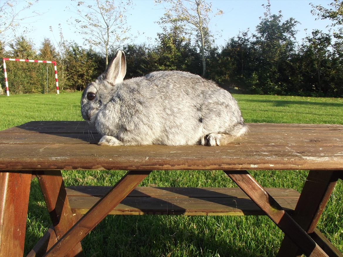 Kanin HonneyBonney <3 (Solgt) billede 2