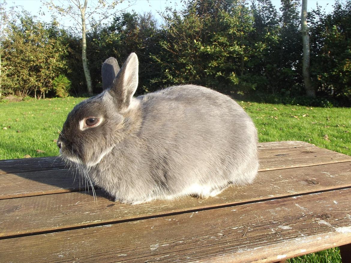 Kanin Flower <3 (Solgt) billede 4