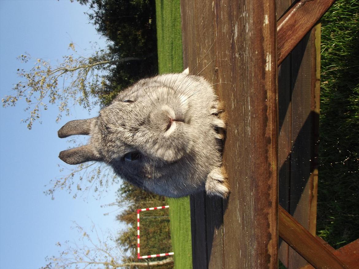 Kanin HonneyBonney <3 (Solgt) billede 3