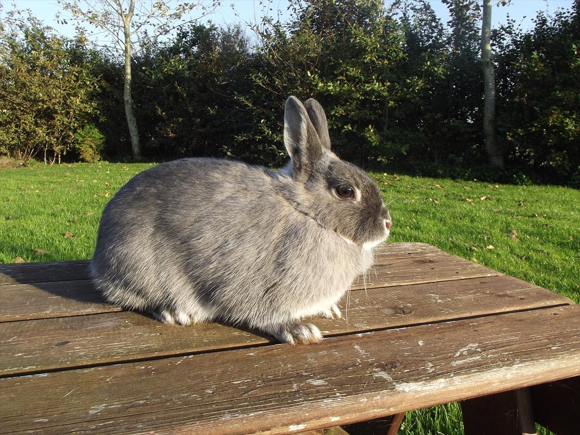 Kanin Flower <3 (Solgt) billede 5