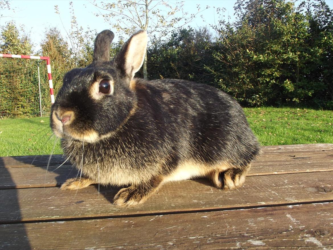 Kanin Black <3  (Solgt) billede 1