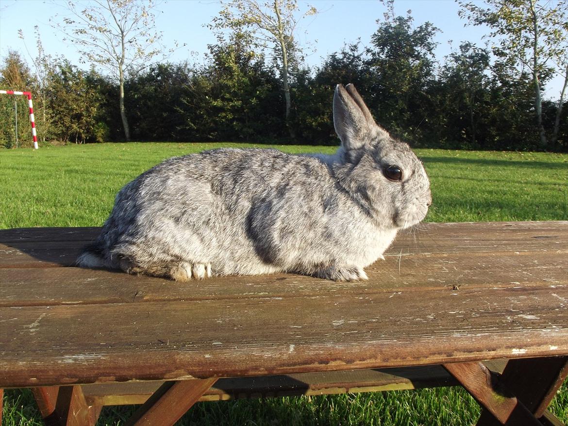 Kanin HonneyBonney <3 (Solgt) billede 4