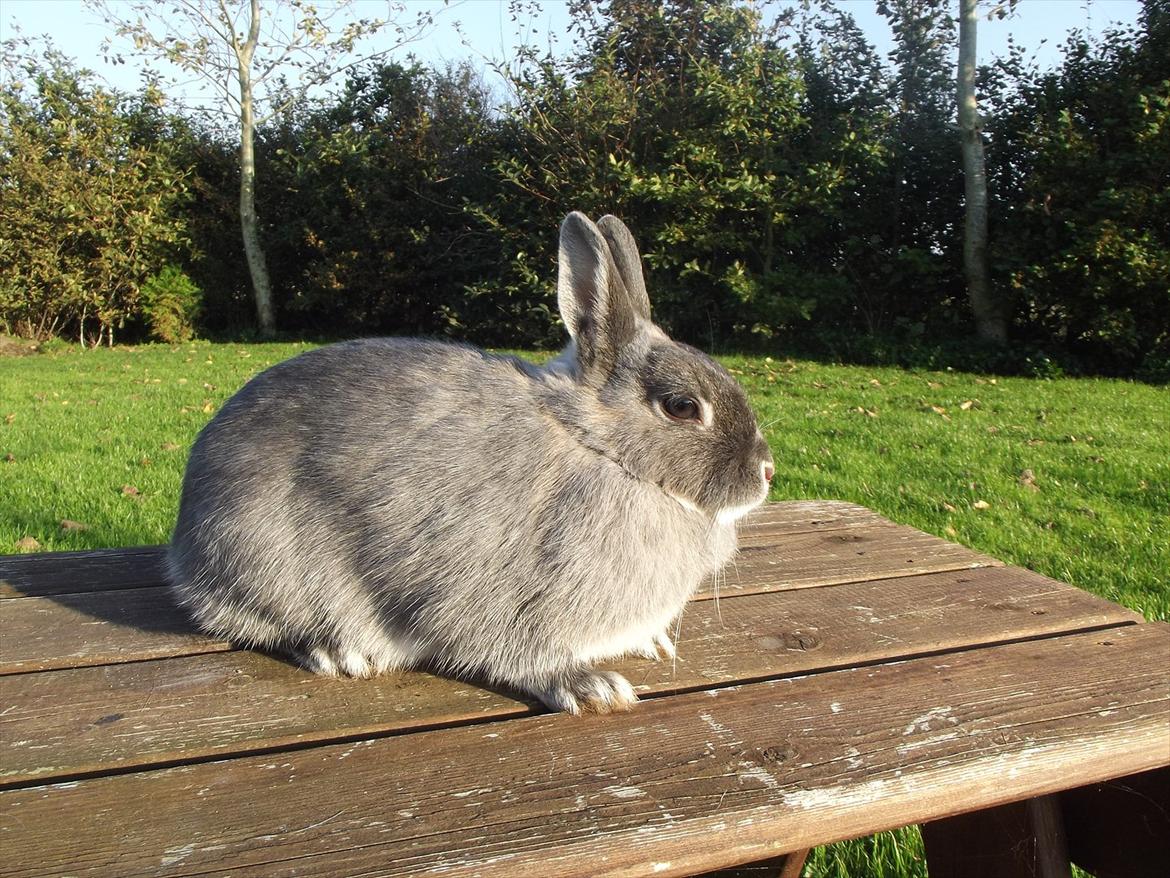 Kanin Flower <3 (Solgt) billede 6