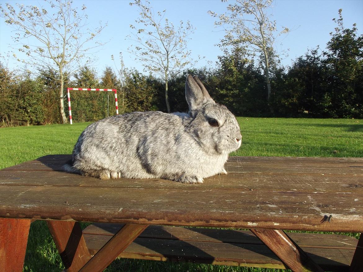 Kanin HonneyBonney <3 (Solgt) billede 5