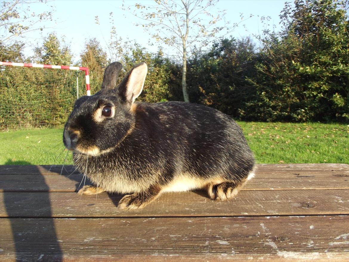 Kanin Black <3  (Solgt) billede 2