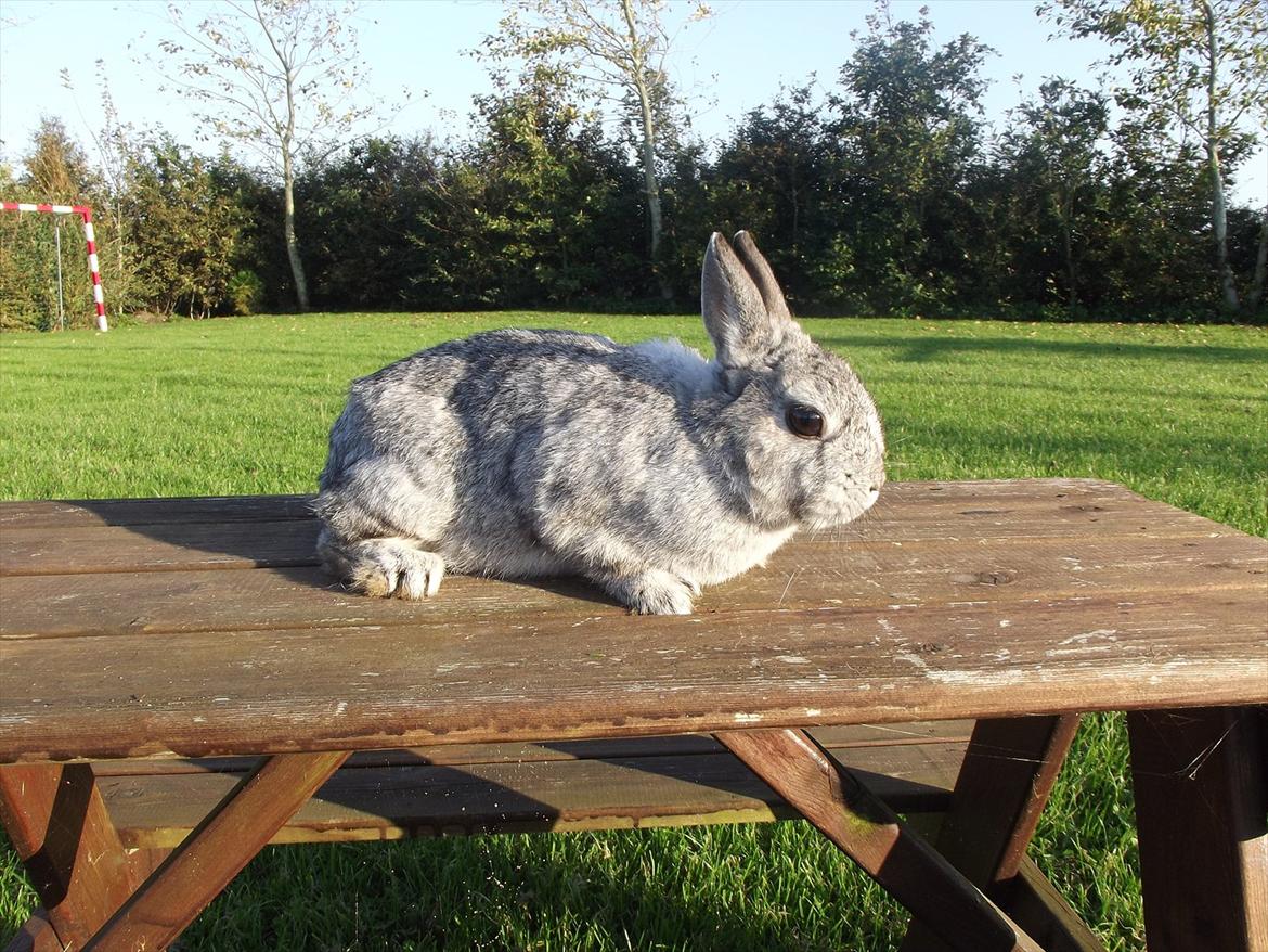 Kanin HonneyBonney <3 (Solgt) billede 6