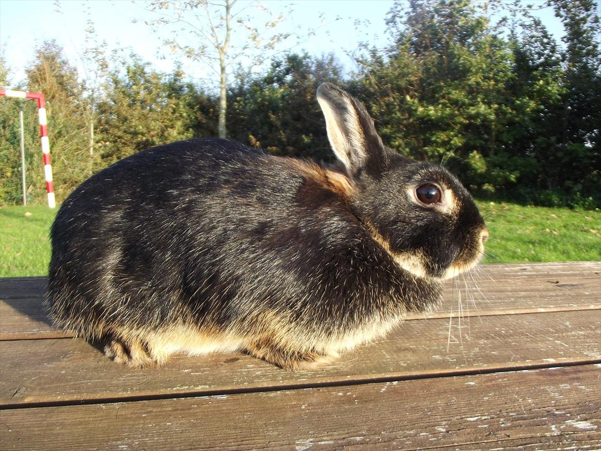 Kanin Black <3  (Solgt) billede 3