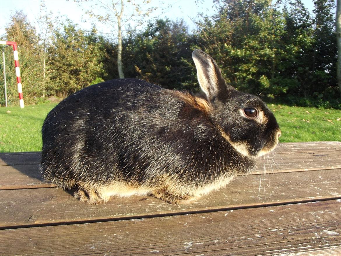 Kanin Black <3  (Solgt) billede 4