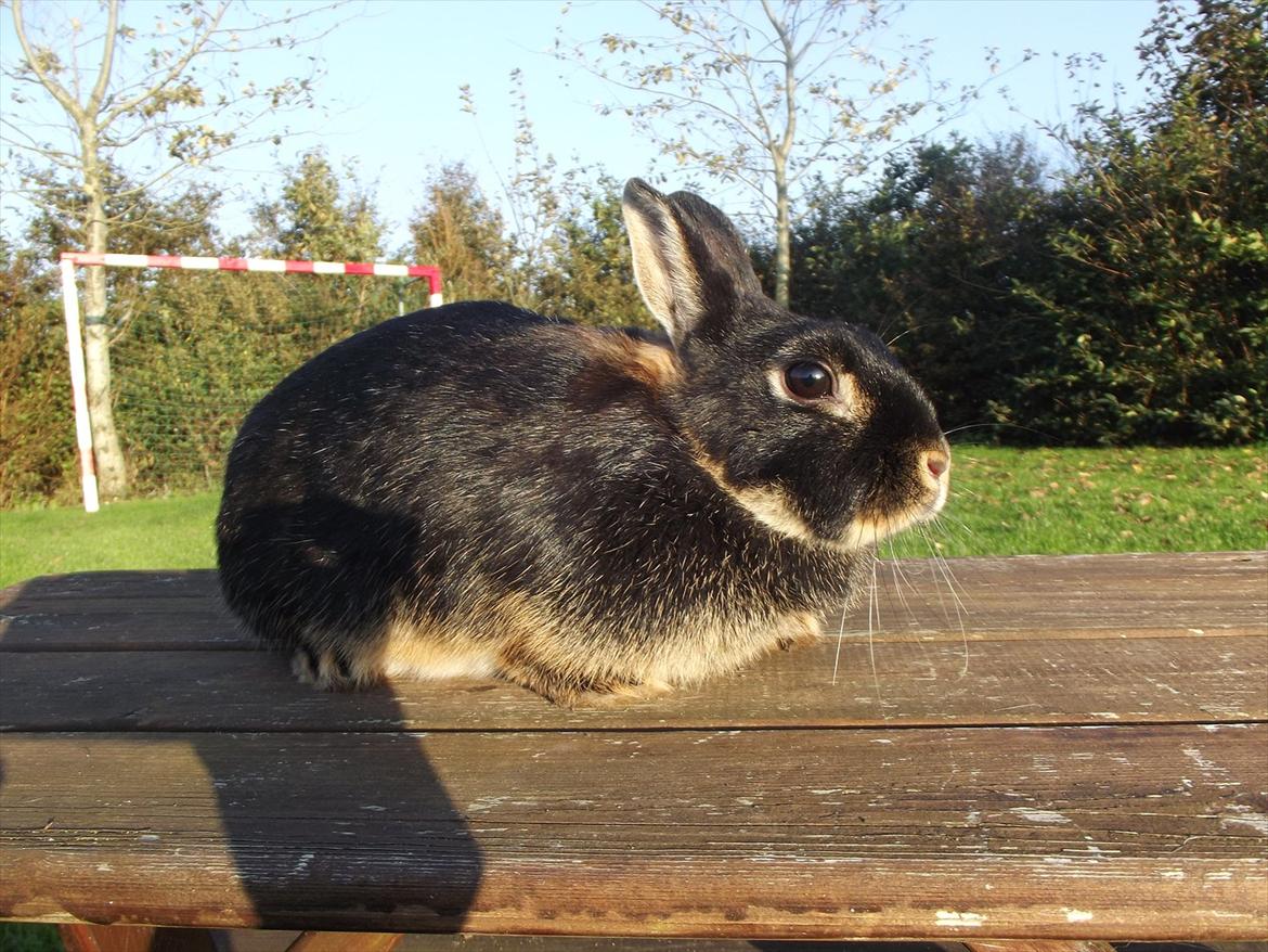 Kanin Black <3  (Solgt) billede 5