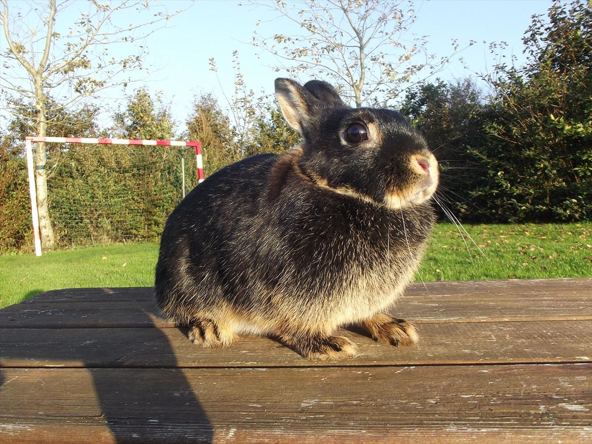 Kanin Black <3  (Solgt) billede 6