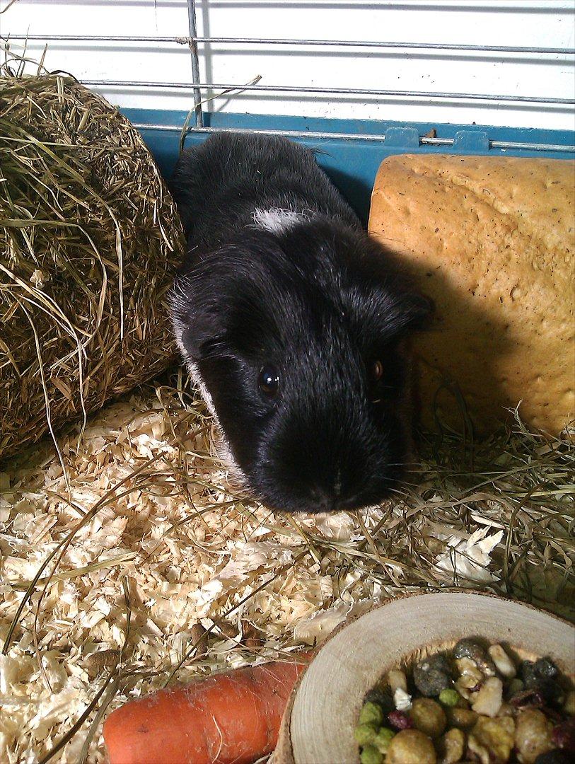 Marsvin cirkeline billede 1