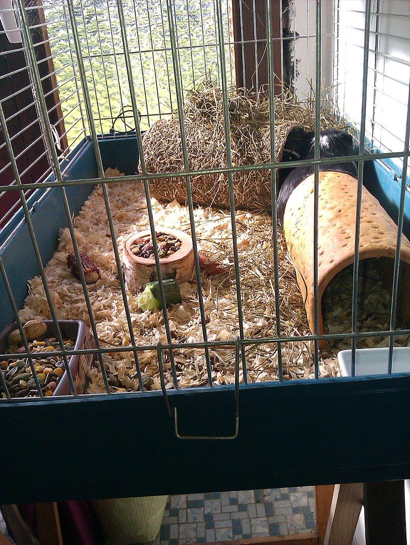 Marsvin cirkeline billede 7