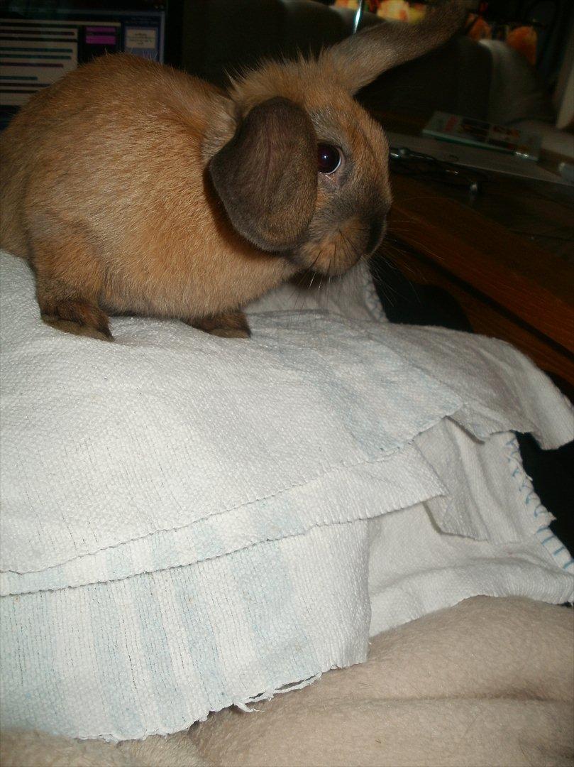 Kanin Hopnin's Tequila - Velkommen til Tequila's profil :D<3 billede 1