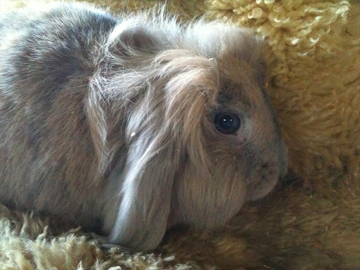 Kanin Punker  - (: billede 2