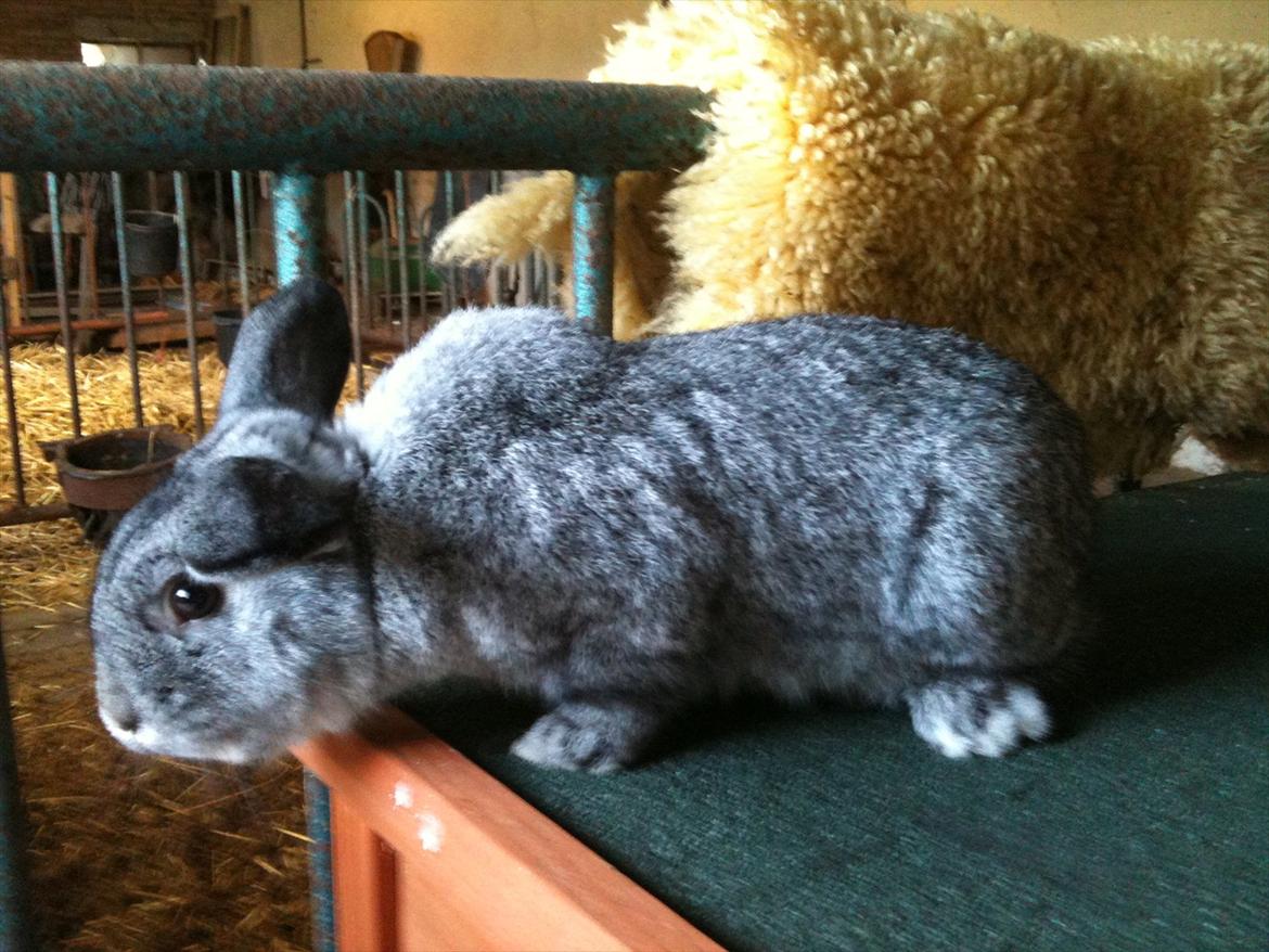 Kanin Equos Akoya billede 7