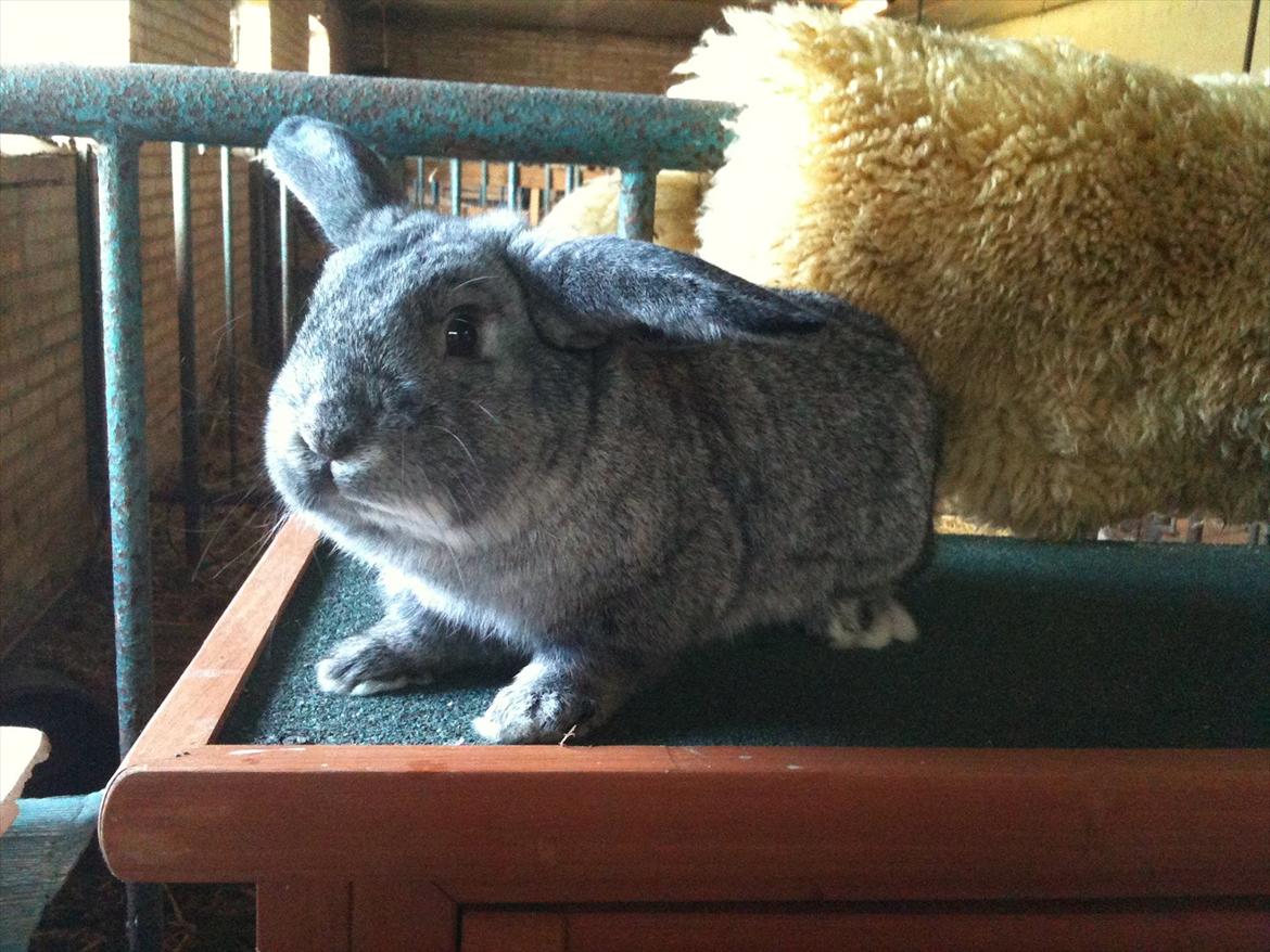 Kanin Equos Akoya billede 8