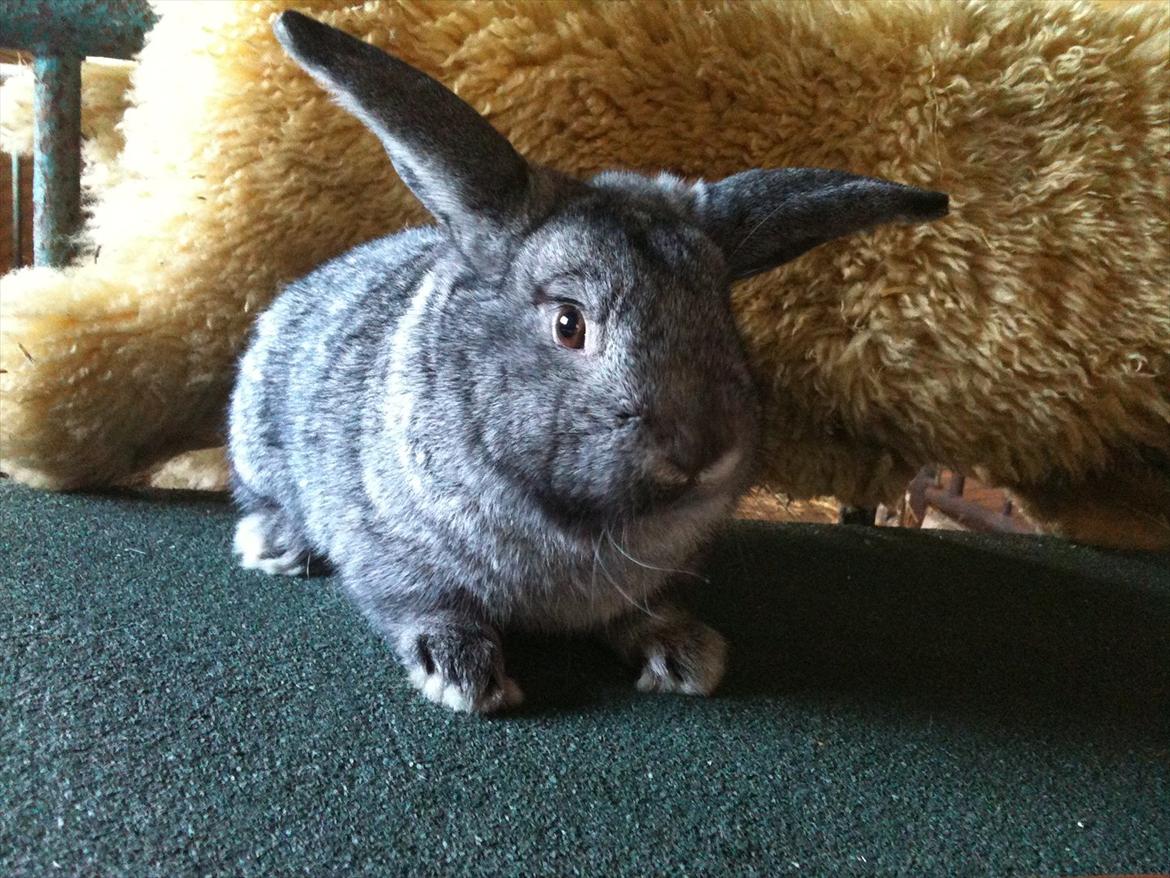 Kanin Equos Akoya billede 9