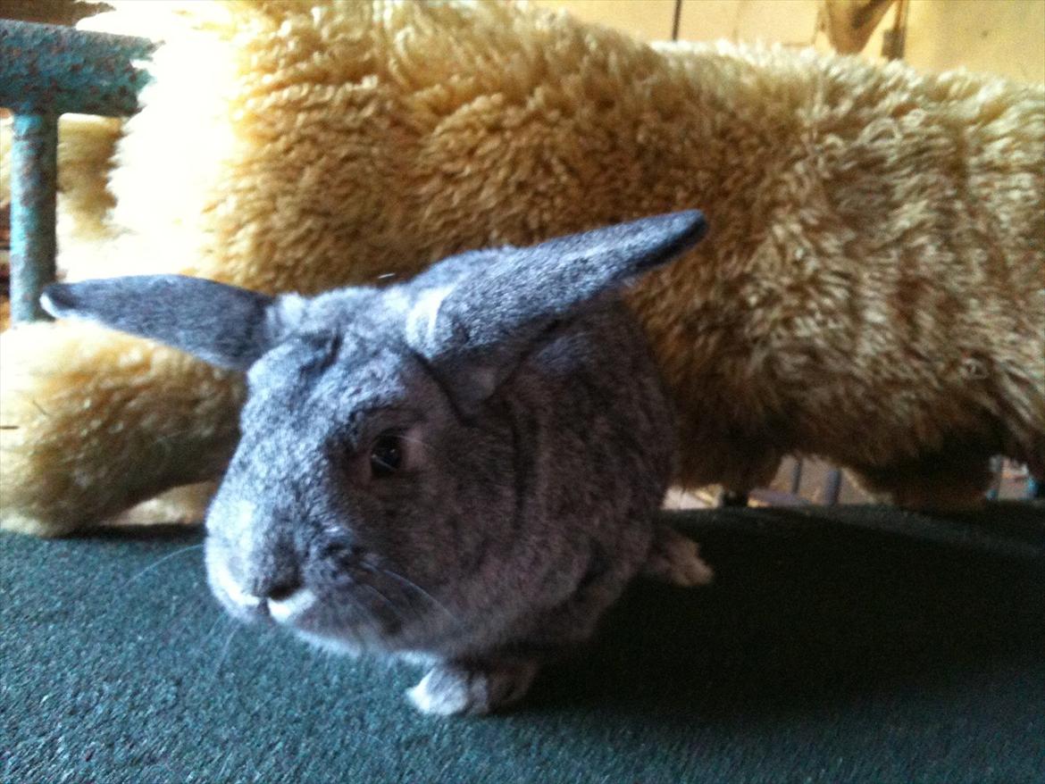 Kanin Equos Akoya billede 10