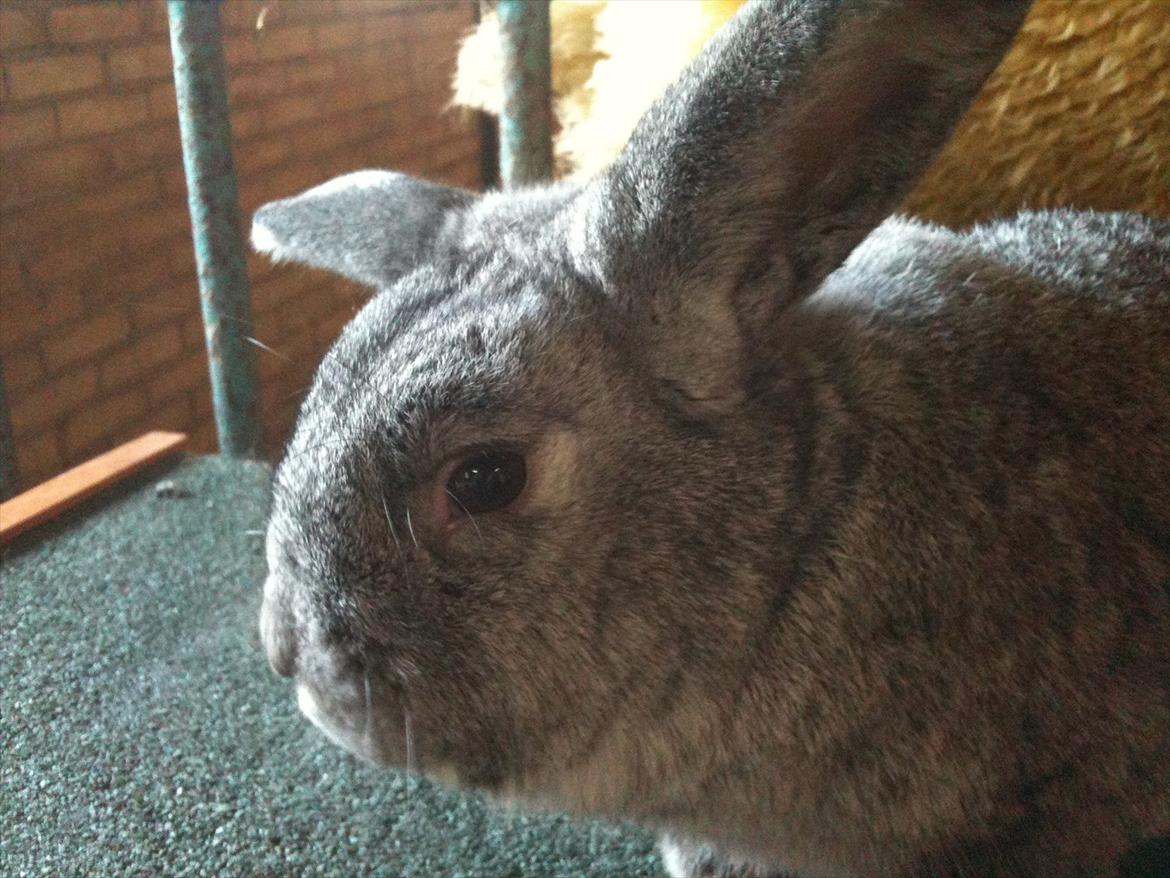 Kanin Equos Akoya billede 11