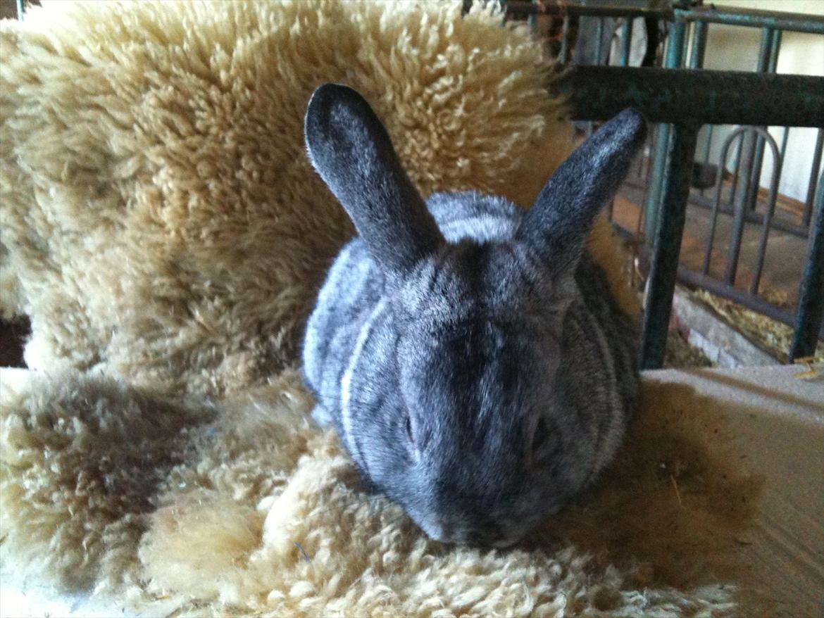 Kanin Equos Akoya billede 12