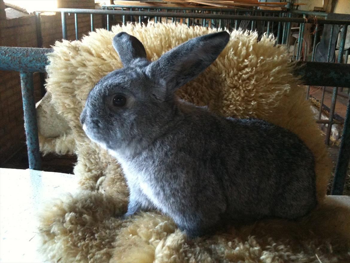 Kanin Equos Akoya billede 13