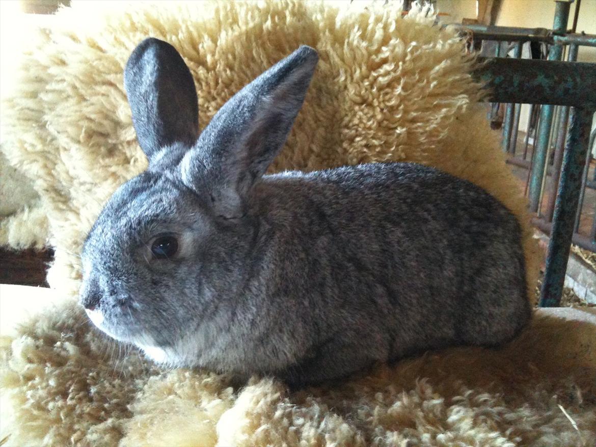 Kanin Equos Akoya billede 14