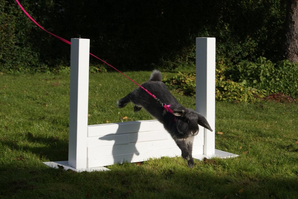 Kanin Kaninbjergets Callisto billede 18