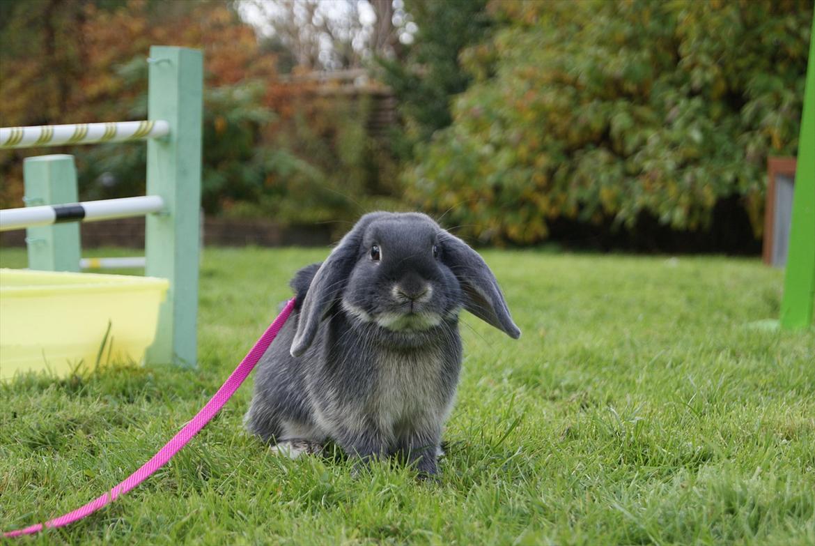 Kanin Kaninbjergets Callisto billede 19