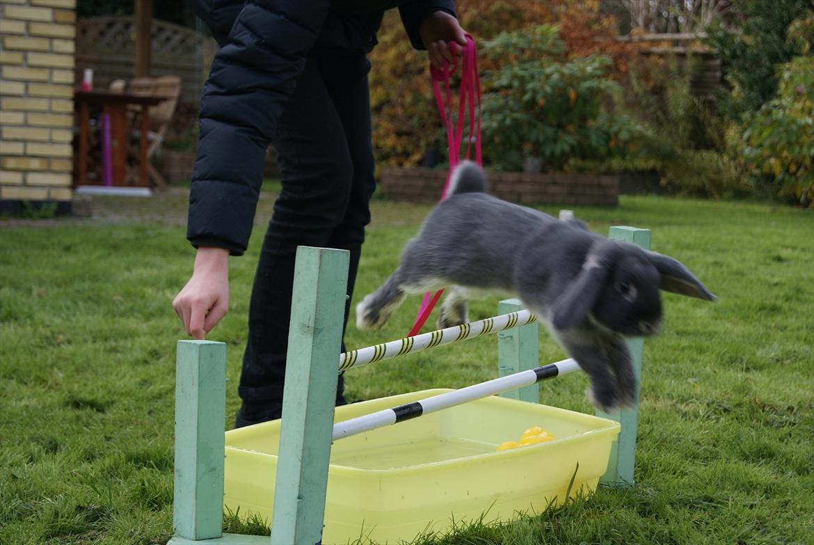 Kanin Kaninbjergets Callisto billede 20