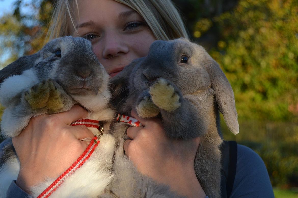Kanin Æblehavens Mozilla Firefox billede 17