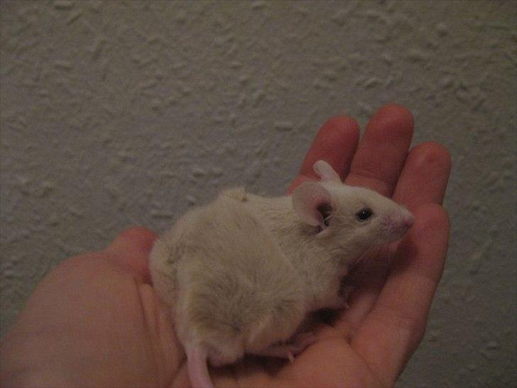 Mus VM's "KevJumba" R.I.P. - KevJumba  - 5 uger billede 12