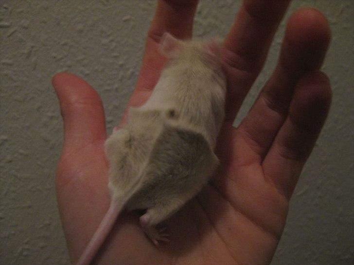 Mus VM's "KevJumba" R.I.P. - Flot aby/roset numse han har fået x.) billede 13