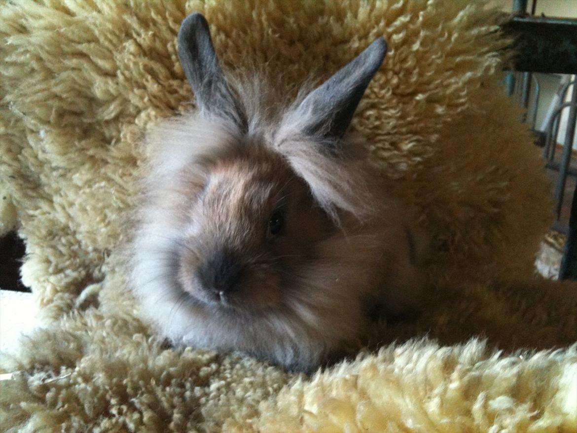 Kanin Hopnin's~Freaky Malbina<3 - Velkommen til min Profil ;D 
Håber i syntes om mig(:<3 billede 1